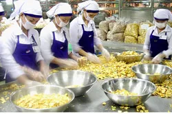 Thời của nông sản xuất khẩu?