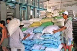 Lúa gạo tại ĐBSCL - Mới thu đã... lỗ