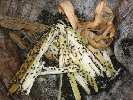 Thuốc phun cũng... “chào thua”