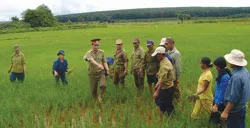 Bộ đội Công ty 72 (Binh đoàn 15) và Đồn Biên phòng Ia Nan giúp dân thoát nghèo từ cây lúa nước