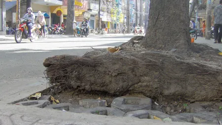 Thi công vỉa hè ẩu-“Bức tử” cây xanh