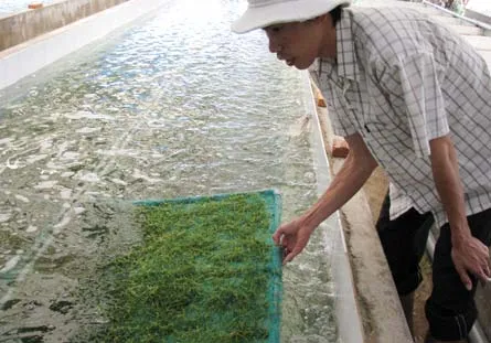 Triển vọng từ rong nho biển