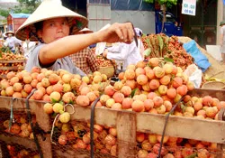 Siết chặt chất lượng 5 loại quả Việt Nam xuất sang Trung Quốc: Thách thức thành cơ hội