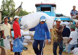 Ghe của thương lái tại An Giang mua lúa của nông dân rồi bán lại cho cơ sở xay xát.