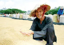 Tăng cường thu mua lúa gạo trong dân - Nông dân bớt khó, doanh nghiệp bớt khổ