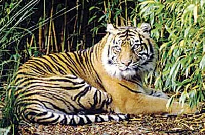 Gia tăng xung đột giữa con người và tự nhiên