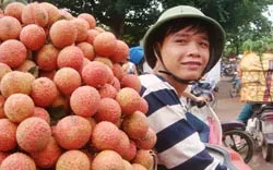 Vựa vải thiều Lục Ngạn (Bắc Giang) trúng giá