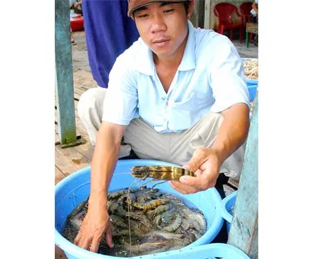 Tôm sú mất “ngôi”