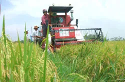 Kích cầu nông thôn chưa tới... nông dân