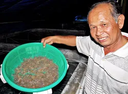 Ốc hương biển vừa được nhân giống khoảng 5 ngày tuổi.