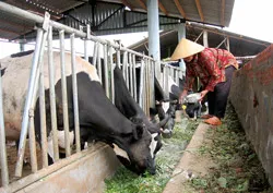 Lâm Đồng: Giá sữa nguyên liệu thấp, người dân nuôi bò lỗ