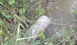 Đã khống chế được ruồi ở Đa Phước