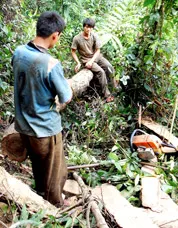 Tan hoang rừng phòng hộ