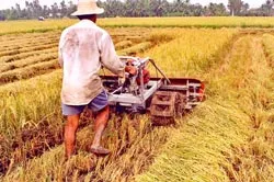 Tích tụ ruộng đất ở đồng bằng sông Cửu Long - Manh mún sẽ khó làm giàu