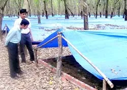 Trang trại và GAP