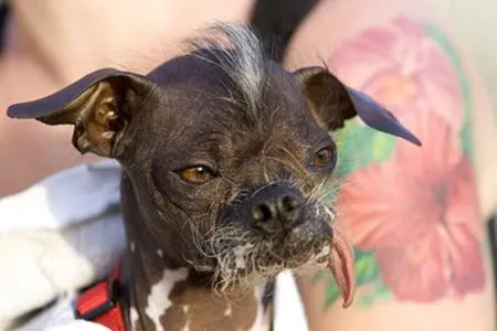 Vô địch Chó xấu nhất thế giới 2007 - một vị khách mời của cuộc thi