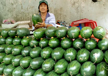Dưa hấu không hạt - 1 trong 5 loại trái cây phải “kê khai lý lịch” khi xuất sang Trung Quốc. Ảnh: ĐỨC TRÍ