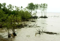 Tiền Giang: Rừng phòng hộ ven biển mỏng dần