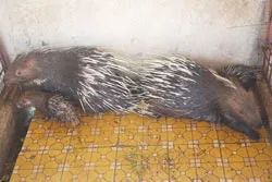 Nhiều mô hình chăn nuôi mới trong các đơn vị