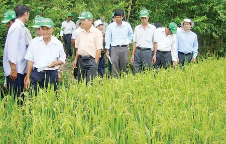 Các đại biểu tham dự hội thảo đang đánh giá chất lượng giống trên cánh đồng lúa của ông Năm Viên