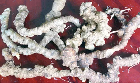 Sâm Ngọc Linh đang có nguy cơ bị tuyệt chủng