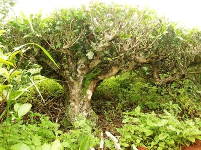 Lâm Đồng: Chè cổ về đâu?