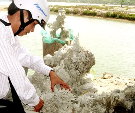 Tận diệt… san hô?