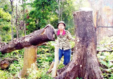 Phóng viên Báo SGGP bên một cây gỗ to vừa bị chặt phá tại rừng phòng hộ Phú Ninh. Ảnh: MINH THANH