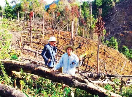 Rừng phòng hộ Phú Ninh thuộc thôn 10, xã Tam Mỹ Tây, huyện Núi Thành, Quảng Nam bị “cạo trọc” không thương tiếc. Ảnh: NGUYÊN KHÔI