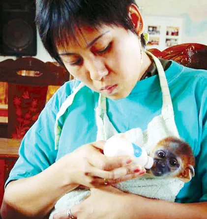 Bà Nguyễn Thị Thu Hiền (Trung tâm cứu hộ linh trưởng Cúc Phương) chăm sóc con voọc chà vá chân xám ở Quảng Nam.