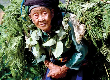 Rừng thiêng của người Pu Péo