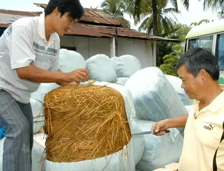 Sản xuất cỏ ủ chua làm thức ăn cho bò sữa
