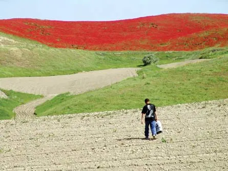 Kyrgyzstan có thể trở lại ngành công nghiệp thuốc phiện
