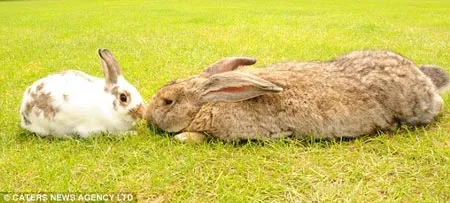 Ứng cử viên "Con thỏ dài nhất thế giới"