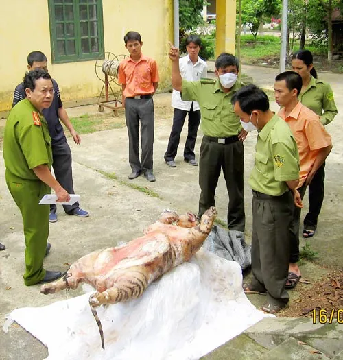 Đề nghị giám định ADN hổ đông lạnh vừa thu giữ