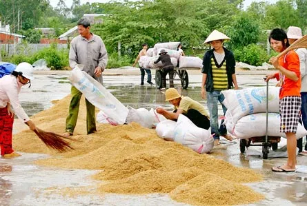 Lúa tươi lên mộng do mưa dầm tại ĐBSCL - Tăng thêm nỗi lo thua lỗ
