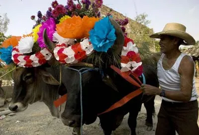 Silavano Leyva mang con bò được trang trí những chùm hoa giấy đủ màu của ông đến tham dự nghi lễ ban phước trong lễ thánh San Isidro Labriador tại nhà thờ của làng Tixtla bang Guerrero miền nam Mexico. Ảnh Reuters