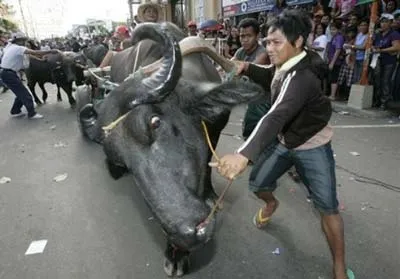 Con trâu bị chủ ghì lại khi đi qua đám đông trong màn diễu hành của lễ kính Thánh San Isidro ở tỉnh Buancan, bắc Manila Philippines. Ảnh AP