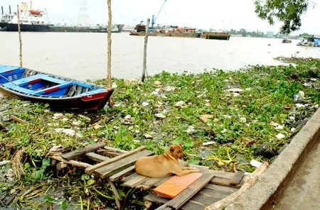 Sông Sài Gòn đang chết…