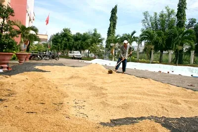 Sở NN-PTNT Đồng Tháp mở cổng trụ sở cho dân vào phơi lúa.
