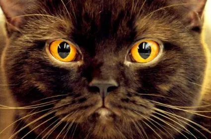 Triển lãm mèo quốc tế tại Praha, Cộng hoà Séc