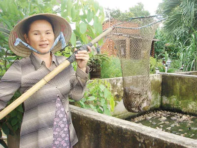 Thoát nghèo nhờ nuôi ếch