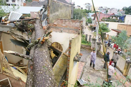 Đà Lạt: Cây thông cổ thụ đổ, đè nát nhà dân