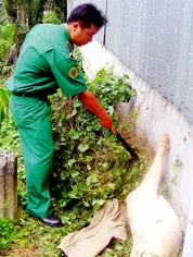 Phát hiện vụ tẩu tán heo bệnh và heo bơm nước