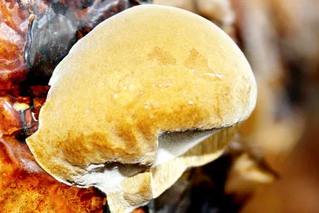 Trồng thành công nấm Thượng Hoàng - Dược liệu quý hỗ trợ điều trị ung thư