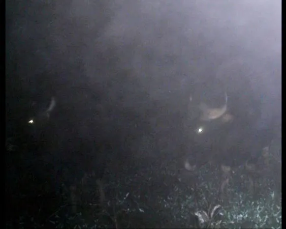 Quảng Trị: Phát hiện đàn bò tót tại Khu Bảo tồn Bắc Hướng Hóa