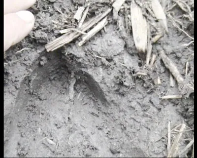 Quảng Trị: Phát hiện đàn bò tót tại Khu Bảo tồn Bắc Hướng Hóa ảnh 2