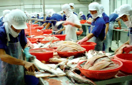 Chế biến cá tra xuất khẩu ở đồng bằng sông Cửu Long.