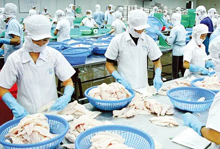 Cá tra dẫn đầu kim ngạch xuất khẩu thủy sản - Nghịch lý từ vùng nuôi