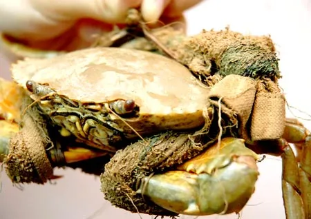 Cần con cua chân thật và miếng thịt sạch